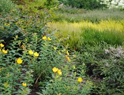 Yellow Flowers In Garden, The Heather Garden
Garden Design
Calimesa, CA