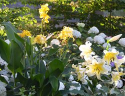 Yellow Flowers In Light, Canna And Lily
Garden Design
Calimesa, CA