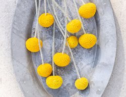 Yellow Flowers On Tray
Garden Design
Calimesa, CA