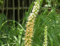 Yellow Foxglove, Digitalis Ferruginea
Millette Photomedia
