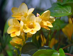 Yellow Freesia Flower, Yellow Flower
Shutterstock.com
New York, NY