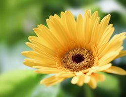 Yellow Gerbera Daisy, Yellow Daisy Flower
Shutterstock.com
New York, NY