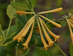 Yellow Honeysuckle, John Clayton
Millette Photomedia
