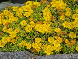 Yellow Ice Plant, Delosperma Nubigenum
Shutterstock.com
New York, NY