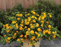 Yellow Lantana In Pot, Luscious Golden Gate Lantana
Proven Winners
Sycamore, IL