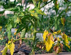 Yellow Leaves, Tomato Plant
Shutterstock.com
New York, NY