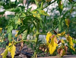Yellow Leaves, Tomato Plant
Shutterstock.com
New York, NY