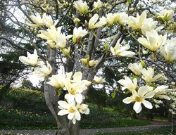 Yellow Magnolia Tree
Garden Design
Calimesa, CA