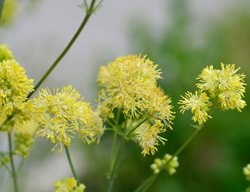 Yellow Meadow Rue, Thalictrum Flavum
Shutterstock.com
New York, NY