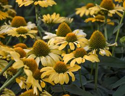Yellow My Darling Coneflower, Yellow Coneflower
Proven Winners
Sycamore, IL