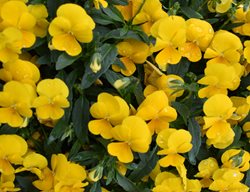 Yellow Pansy Flowers, Yellow Pansy
Shutterstock.com
New York, NY