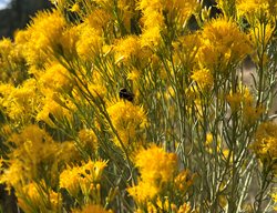Yellow Rabbitbrush
Garden Design
Calimesa, CA