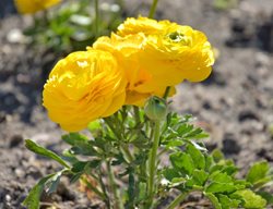 Yellow Ranunculus, Ranunculus Asiaticus
Shutterstock.com
New York, NY