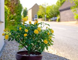 Yellow Roses In Container, Roses In A Pot
Shutterstock.com
New York, NY
