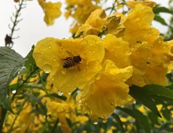 Yellow Tecoma Flower With Bee, Pollinator Flower
Shutterstock.com
New York, NY