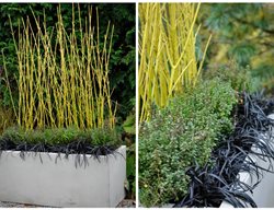 Yellow Twig Dogwood
McCullough's Landscape & Nursery LLC
Johnstown, OH
