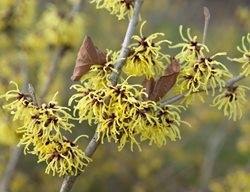 Yellow Witch Hazel, Hamamelis Primavers
Garden Design
Calimesa, CA