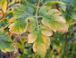 Yellowing Tomato Leaves
Shutterstock.com
New York, NY