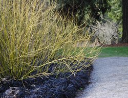 Yellowtwig Dogwood, Cornus Sericea 'flaviramea'
Garden Design
Calimesa, CA