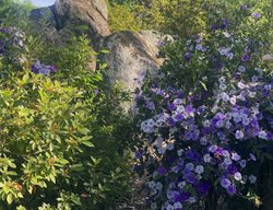 Yesterday-Today-Tomorrow Plant, Brunfelsia Grandilflora
Garden Design
Calimesa, CA