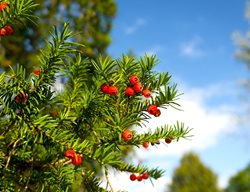 Yew Plant, Taxus
Shutterstock.com
New York, NY