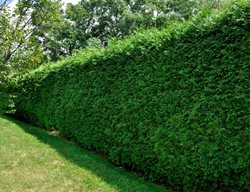 Yew Tree Hedge, Taxus
Shutterstock.com
New York, NY