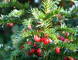Yew Tree, Taxus
Shutterstock.com
New York, NY