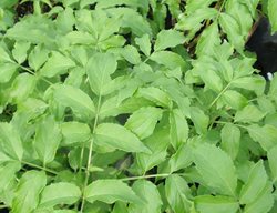 York Elderberry, Green Leaves
Proven Winners
Sycamore, IL
