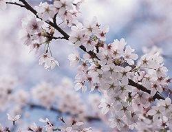 Yoshino Cherry Tree, Yoshino Cherry Blossom
Garden Design
Calimesa, CA
