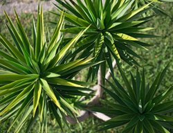 Yucca Aliofolia, Spanish Bayonet, Aloe Yucca
Shutterstock.com
New York, NY