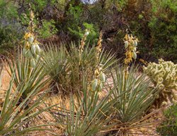 Yucca Baccata, Banana Yucca
Alamy Stock Photo
Brooklyn, NY