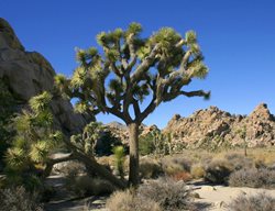 Yucca Brevifolia, Joshua Tree
Shutterstock.com
New York, NY