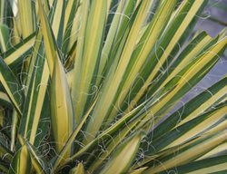 Yucca Color Guard, Yucca Filamentosa
Proven Winners
Sycamore, IL