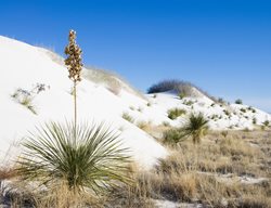 Yucca Elata, Soaptree Yucca, Desert Sand Dune
Shutterstock.com
New York, NY