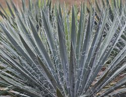 Yucca Filamentosa, Adam’s Needle, Excalibur
Walters Gardens
