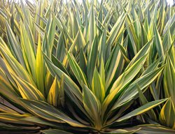 Yucca Filamentosa, Color Guard Yucca, Yucca Flaccida
Shutterstock.com
New York, NY