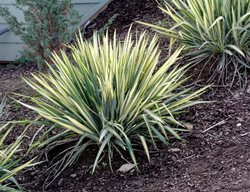 Yucca Filamentosa, Golden Sword Yucca
Alamy Stock Photo
Brooklyn, NY