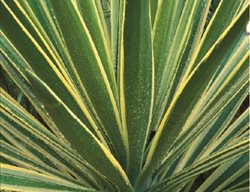 Yucca
Garden Design
Calimesa, CA