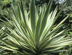 Yucca Gloriosa Variegata
Alamy Stock Photo
Brooklyn, NY