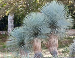 Yucca Rostrate, Beaked Yucca
Alamy Stock Photo
Brooklyn, NY