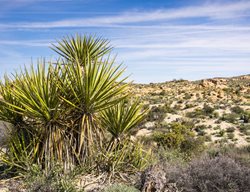 Yucca Schidigera, Mojave Yucca
Shutterstock.com
New York, NY