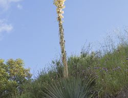 Yucca Whipplei, Chaparral Yucca, Our Lord’s Candle Yucca
Alamy Stock Photo
Brooklyn, NY