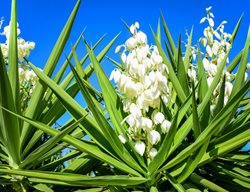 Yucca, White Flower, Flower Stalk
Shutterstock.com
New York, NY