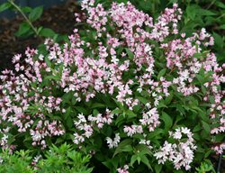 Yuki Cherry Blossom Deutzia, Deutzia Hybrid
Proven Winners
Sycamore, IL
