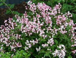 Yuki Cherry Blossom, Pink Flowering Shrub
Proven Winners
Sycamore, IL
