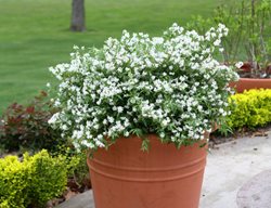 Yuki Snowflake Deutzia In Container
Proven Winners
Sycamore, IL