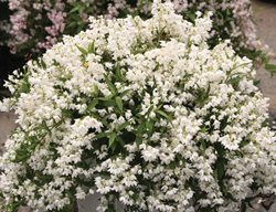 Yuki Snowflake Deutzia, White Flowering Shrub
Proven Winners
Sycamore, IL