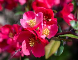 Yuletide Camellia, Camellia Sasanqua
Shutterstock.com
New York, NY