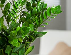 Zamioculcas Zamiifolia, Easy Indoor Plant
Alamy Stock Photo
Brooklyn, NY