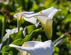Zantedeschia Aethiopica
Garden Design
Calimesa, CA